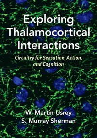 bokomslag Exploring Thalamocortical Interactions