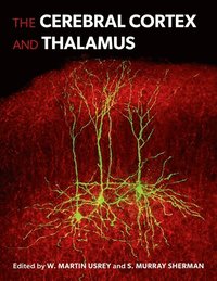 bokomslag The Cerebral Cortex and Thalamus