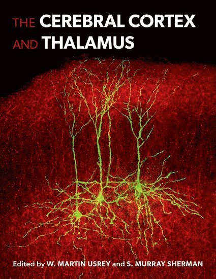 The Cerebral Cortex and Thalamus 1