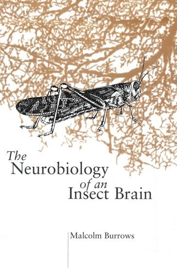 bokomslag The Neurobiology of an Insect Brain