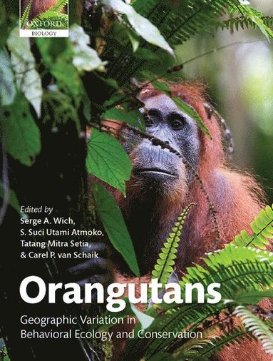 bokomslag Orangutans