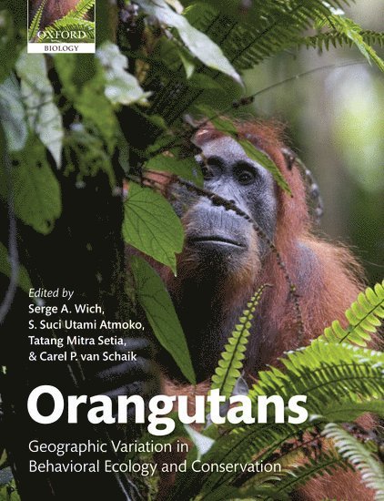 Orangutans 1