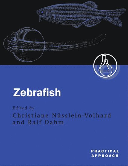 Zebrafish 1