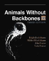 bokomslag Animals Without Backbones