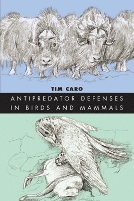 bokomslag Antipredator Defenses in Birds and Mammals