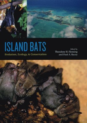 bokomslag Island Bats