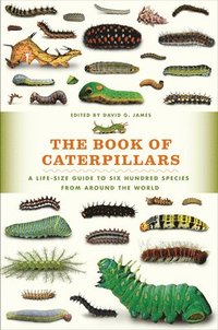 bokomslag The Book of Caterpillars