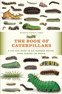 bokomslag The Book of Caterpillars: A Life-Size Guide to Six Hundred Species from Around the World