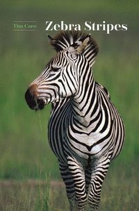 bokomslag Zebra Stripes