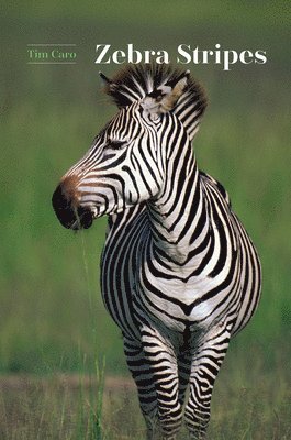 Zebra Stripes 1