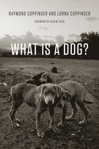 bokomslag What Is a Dog?