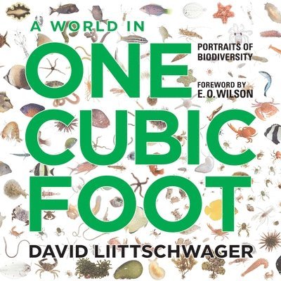 A World in One Cubic Foot 1