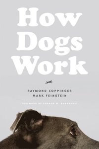 bokomslag How Dogs Work