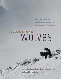 bokomslag Yellowstone Wolves