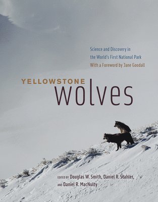 Yellowstone Wolves 1