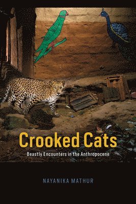 Nayanika Mathur - Crooked Cats, Inbunden