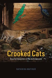 bokomslag Crooked Cats
