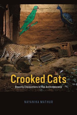 Crooked Cats 1