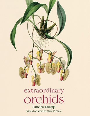 Extraordinary Orchids 1