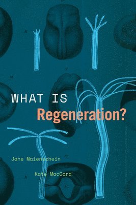 bokomslag What Is Regeneration?