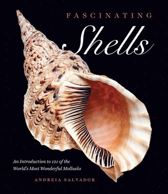 Fascinating Shells 1
