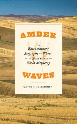 Amber Waves 1