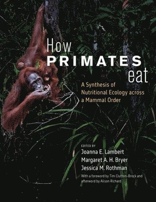 bokomslag How Primates Eat