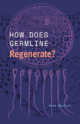 How Does Germline Regenerate? 1