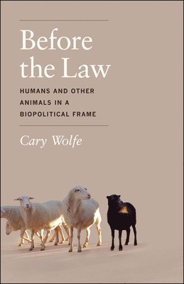 Cary Wolfe - Before the Law, Häftad