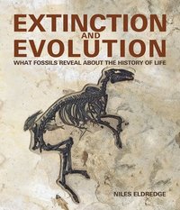 bokomslag Extinction and Evolution