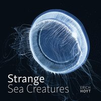 bokomslag Strange Sea Creatures