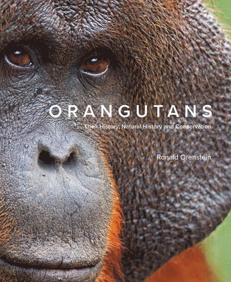 bokomslag Orangutans