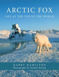 bokomslag Arctic Fox