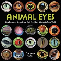 bokomslag Animal Eyes