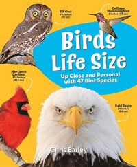 bokomslag Birds Life Size: Up Close and Personal with 47 Bird Species