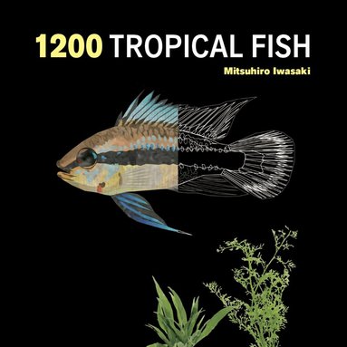 Mitsuhiro Iwasaki - 1200 Tropical Fish, Häftad