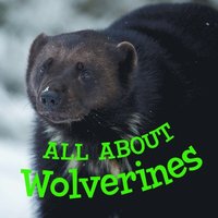 bokomslag All about Wolverines