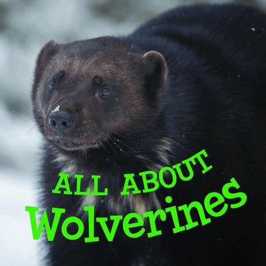 Jordan Hoffman - All about Wolverines, Häftad