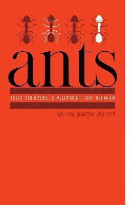 Ants 1