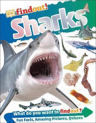 DKfindout! Sharks 1