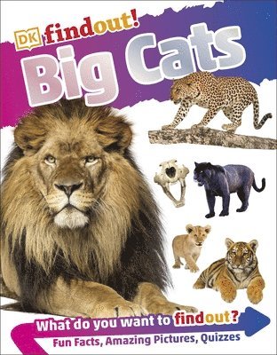 bokomslag DKfindout! Big Cats