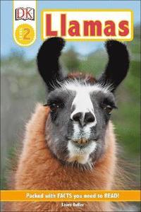 bokomslag Llamas