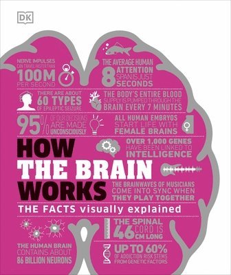 bokomslag How the Brain Works