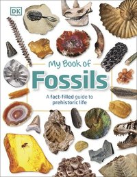 bokomslag My Book of Fossils