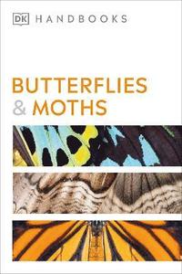 bokomslag Butterflies and Moths