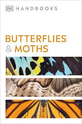Butterflies and Moths 1