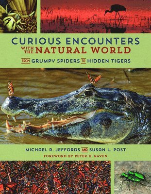 Curious Encounters with the Natural World 1