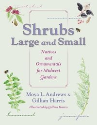bokomslag Shrubs Large and Small: Natives and Ornamentals for Midwest Gardens