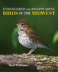 bokomslag Endangered and Disappearing Birds of the Midwest