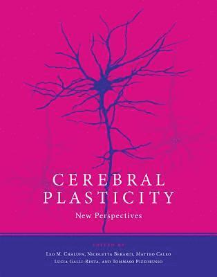 Leo M. Chalupa, Nicoletta Berardi, Matteo Caleo, Lucia Galli-Resta, Tommaso Pizzorusso - Cerebral Plasticity, Inbunden